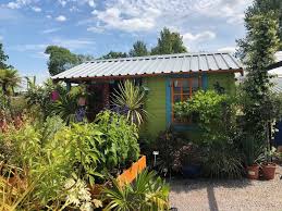 Image result for Blechnum tabulare