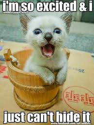 I M So Excited Funny Cat Pictures Crazy Cats Cute Animals Check out onmuga (online multiplayer games). funny cat pictures crazy cats