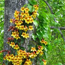 Plantfiles The Largest Plant Identification Reference Guide Dave S Garden Flowering Vines Plant Identification Plants