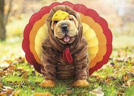 Posted by jennifer on november 24th, 2009. Thanksgiving Pet Safety Tips Rocky Gorge Animal Hospital