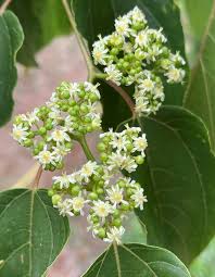 Image result for Hovenia dulcis