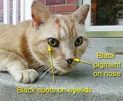 The spots can go away in time. Black Spots On A Cat S Eyelids Poc