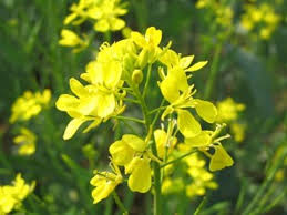 Beauty Benefits of Mustard Oil Indian Makeup &amp; Beauty Blog
