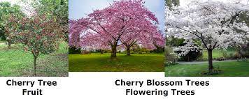 Even if you don't post your own creations, we appreciate feedback on ours. New Biome Called Cherry Blossom Grove Minecraft Feedback