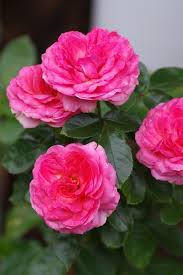 Pin Von M Consuelo Serrano G Auf Flores Rosengarten Rosen Garten