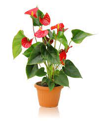 Anthurium Whole Plant Anthurium In A Pot On A White Background Sponsored Anthurium Plant Anthurium Ba Anthurium Plant Flowering House Plants Plants