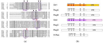 The Architecture of the Rag GTPase Signaling Network
