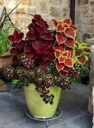 Einfache Sommer Container Gartenblumen Ideen 62 Ideen Fur Garten Container Flowers Container Gardening Flowers Container Gardening
