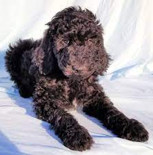 F1bb Goldendoodle Puppy Goldendoodle Breeders Goldendoodle Goldendoodle Puppy