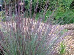 Image result for Schizachyrium jeffreysii