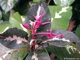 Image result for Justicia sp. A cf. engleriana