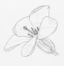 Image result for Sebaea sedoides