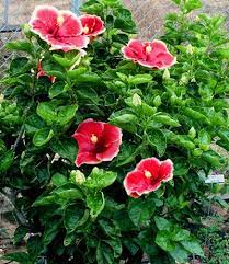 Pin On Flowers