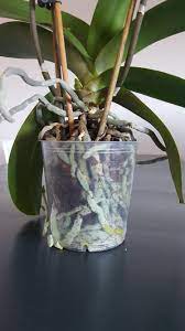 When should i repot my orchid? Repot Orchids