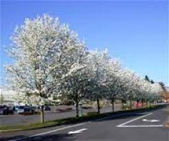 We did not find results for: Trees Wilsonville Oregon