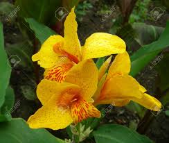 Image result for Cannaceae