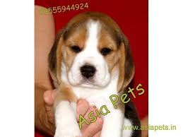 13,818 likes · 628 talking about this. Beagle Puppies Price In Kochi Beagle Puppies For Sale In Kochi Petshop Beagle Puppy Puppies For Sale Beagle