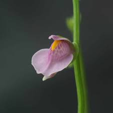 Image result for Utricularia welwitschii