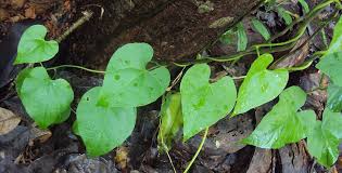 Image result for Tinospora