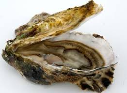 Последние твиты от oysters (@oystersshort). Over Oesters Wijnpakhuis