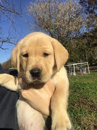 Check spelling or type a new query. Akc Lab Puppies
