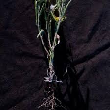 Image result for Hirpicium