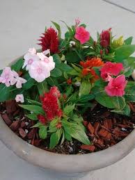 Celosia And Vinca Beautiful Flowers Flowers Vinca