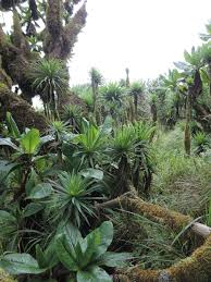 Image result for Lobelia stuhlmannii