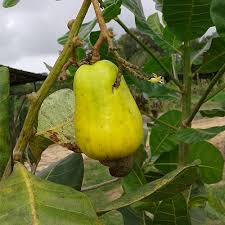 Image result for Anacardium occidentale