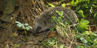 Ihre kleinen freunde werden bequem in diesem warmen und sicheren haus wohnen. Igel Bund Naturschutz Kreisgruppe Munchen