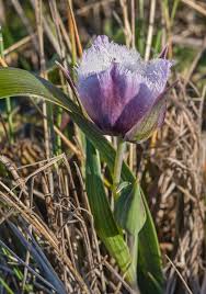 Image result for Tolpis capensis