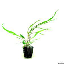 It prefers bright areas of an aquarium and it's slow growing rosettes produce sho Cryptocoryne Crispatula Var Balansae Flowgrow Aquatic Plant Database