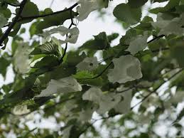 支那油桐 シナアブラギリ と赤花山査子 アカバナサンザシ と葉芹草 ハゼリソウ 等の花 自然風の自然風だより
