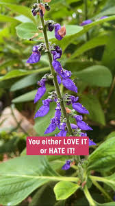 Image result for Coleus barbatus