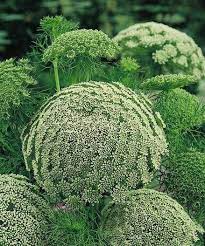 Ammi Majus Planting Flowers Flower Seeds Annual Flowers