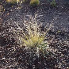 Image result for Aristida leucophaea