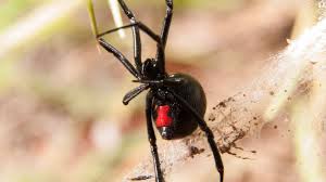 Attack numbers are low, although they have increased in recent years. 5 Of The Most Common Spiders In Utah Ksl Com