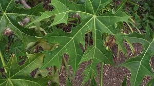 Maybe you would like to learn more about one of these? 12 Manfaat Daun Pepaya Jepang Untuk Kesehatan Tubuh Mencegah Kanker Hot Liputan6 Com