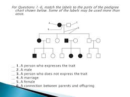 13 Systematic Pedigree Diagram