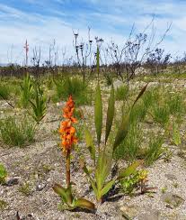 Image result for Satyrium