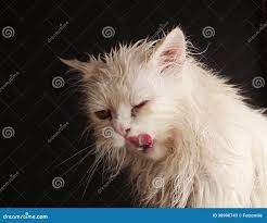 Wet cat stock image. Image of miserable, kitten, ugly - 38990743