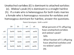 Dihybrid punnett square practice with answers. Dihybrid Cross Review Ppt Download