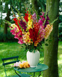 Image result for Gladiolus decoratus