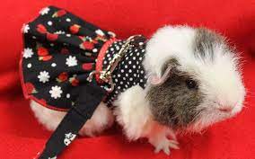 Pin On Piggies