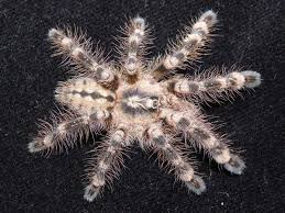 Image result for Centema subfusca