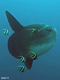 A fabric made by panamanian. Sunfishes Molidae Mondfische Em Mola Mola Em