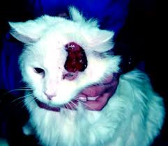 They may be black, brown, grey, pink or red in colour. Sunlight Induced Skin Cancer In Companion Animals Oncohema Key
