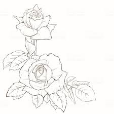 Rose Bouquet Vintage Card Flower Drawing Roses Drawing Rose Drawing