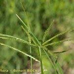 Image result for Eleusine africana