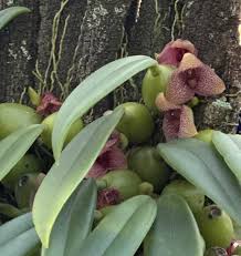 Image result for Bulbophyllum stolzii